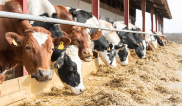 Curso de CIPA | Moagem, fabricação de produtos amiláceos e de alimentos para animais